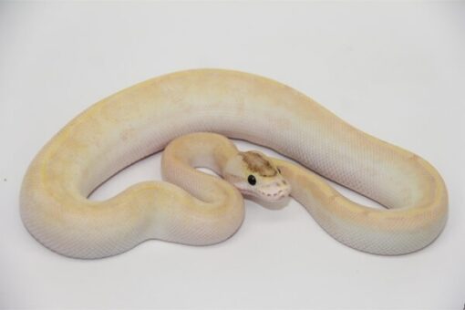 Super Enchi Ivory Male M22506