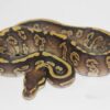 Super Marvel Mojave Female F22275