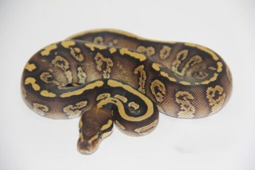 Super Marvel Mojave Female F22275