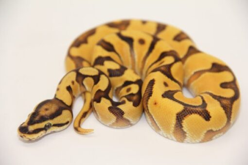 Super Orange Dream Enchi Vanilla 100% Het Clown Male M22518