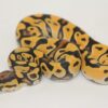 Super Orange Dream Vanilla 100% Het Clown Male M22517