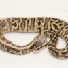 Super Pastel Leopard Marvel 100% Het Clown 50% Het Pied Female F22452