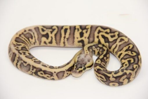 Super Pastel Leopard Marvel 100% Het Clown 50% Het Pied Female F22452