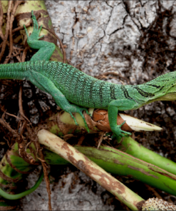 Green Tree Monitor