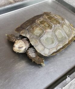 Burmese Brown Mountain Tortoise