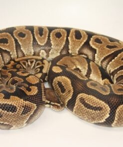 Yellowbelly Female F13-1