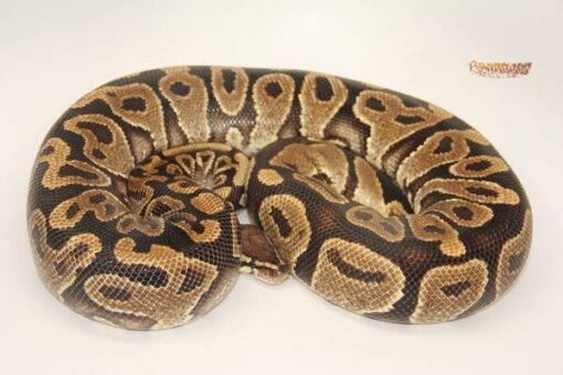 Yellowbelly Female F13-1