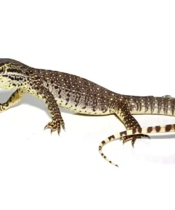 Baby Argus Monitor