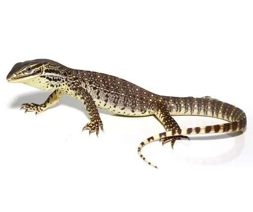 Baby Argus Monitor