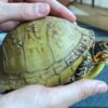 Three Toed Box Turtle