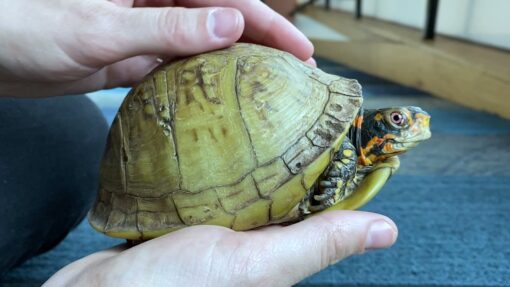 Three Toed Box Turtle