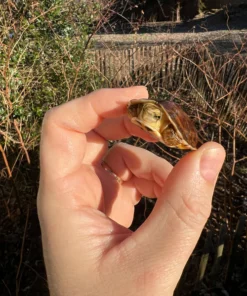 McCord’s Box Turtle