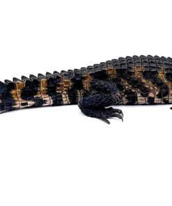 Cuvier’s Dwarf Caiman