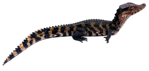 Cuvier’s Dwarf Caiman