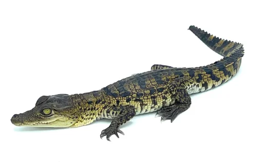 Morelet’s Crocodile