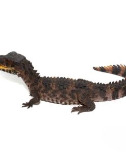 Juvenile Smooth Front Caiman