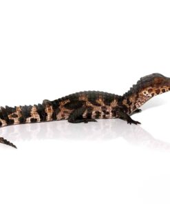 Juvenile Dwarf Caiman