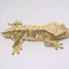 TRICOLOR HARLEQUIN LILLY WHITE CRESTED GECKO