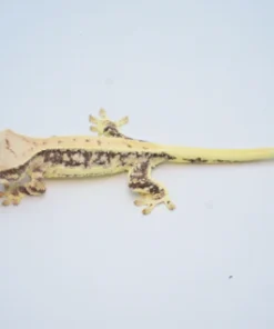 EXTREME HARLEQUIN PINSTRIPE LILLY WHITE CRESTED GECKO