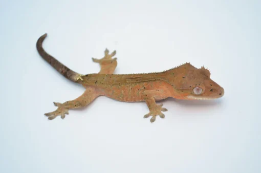 CAPPUCCINO TIGER DALMATIAN CRESTED GECKO