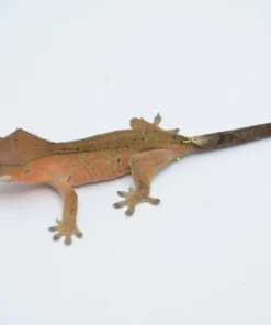 CAPPUCCINO TIGER DALMATIAN CRESTED GECKO