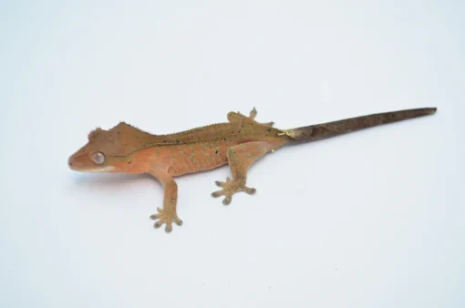 CAPPUCCINO TIGER DALMATIAN CRESTED GECKO