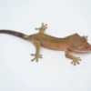 CAPPUCCINO TIGER DALMATIAN CRESTED GECKO