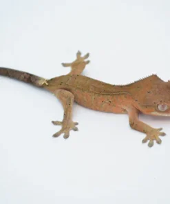 CAPPUCCINO TIGER DALMATIAN CRESTED GECKO