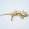 YELLOW QUADSTRIPE LILLY WHITE CRESTED GECKO