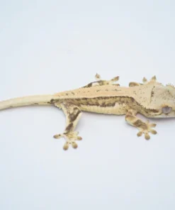 YELLOW QUADSTRIPE LILLY WHITE CRESTED GECKO