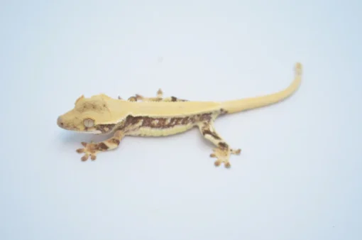 SOLID DORSAL PINSTRIPE LILLY WHITE CRESTED GECKO