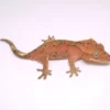 RED PHANTOM SUPER DALMATIAN CRESTED GECKO