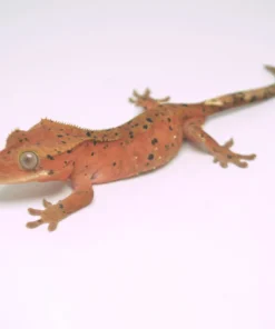 RED PHANTOM SUPER DALMATIAN CRESTED GECKO