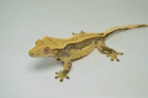 HARLEQUIN PINSTRIPE CRESTED GECKO