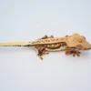 EXTREME HARLEQUIN PINSTRIPE LILLY WHITE CRESTED GECKO