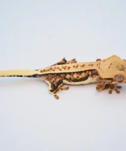 EXTREME HARLEQUIN PINSTRIPE LILLY WHITE CRESTED GECKO