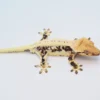 PINSTRIPE LILLY WHITE CRESTED GECKO