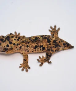 HOLDBACK SUPER DALMATIAN CRESTED GECKO